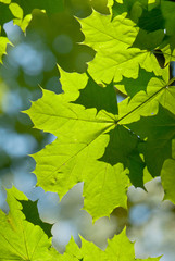 maple leaves illuminated by the sun
