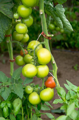 Plant with red and green tomatoes.
