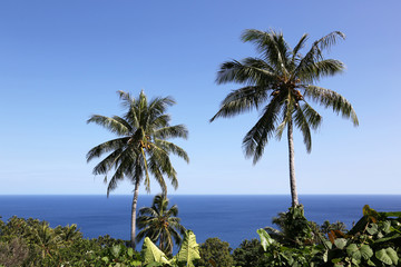 Fototapeta na wymiar Palm Tree, Vanuatu