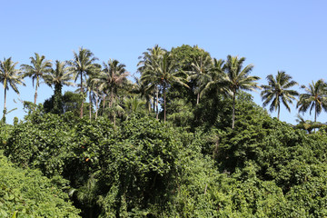 Fototapeta na wymiar Jungle, Vanuatu