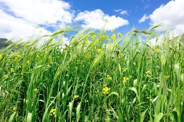 Obraz premium highland barley crops in growth under blue sky,tibet,china