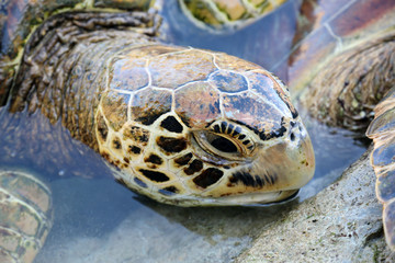 Naklejka premium Head of a Turtle