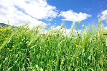 Obraz premium highland barley crops in growth under blue sky,tibet,china