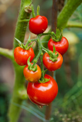 Plant with ripe red tomatoes in organic growing.