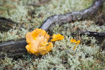 Golden chanterelles growing in forest moss.