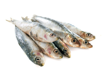 fresh sardine