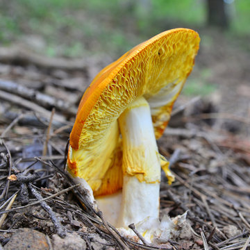 amanita caesarea, caesar's mushroom