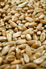 Grains of wheat close-up