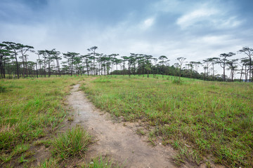 Path to mist forest and pine trees