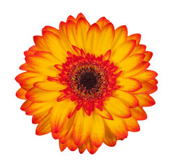 Single orange gerbera flower isolated on white background