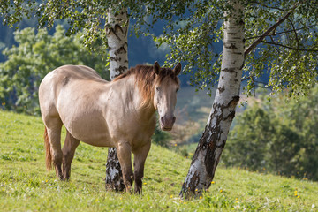 cheval à robe isabelle