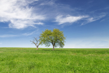 Fototapeta na wymiar Field,trees and blue sky