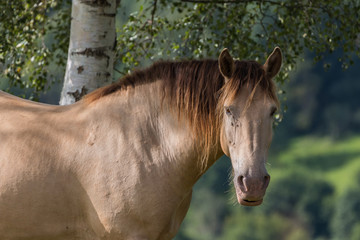 cheval à robe isabelle