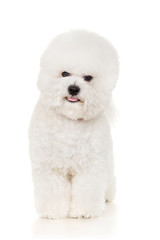 Bichon dog standing at white background