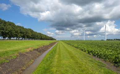 Fototapeta na wymiar Turnip growing on a field in summer