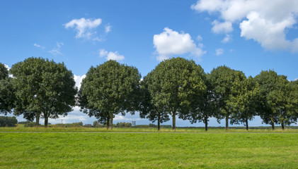 Trees along a road in summer