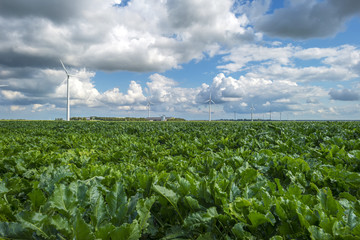 Turnip growing on a field in summer