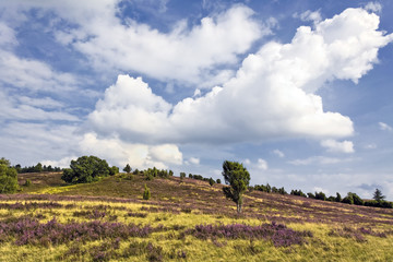 Heide am Wilseder Berg