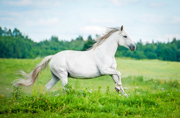 Obraz na płótnie Canvas Beautiful white horse running on the summer field