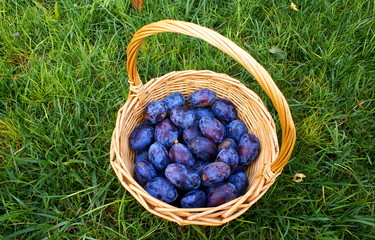 Fototapeta na wymiar Basket with organic plums