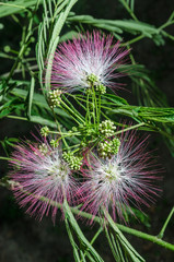 Closeup of Persian Silk Tree (Albizia julibrissin) Flowers