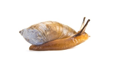Snail