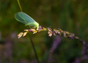 hungry lacewing