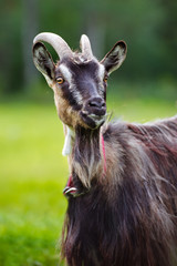 brown goat portrait
