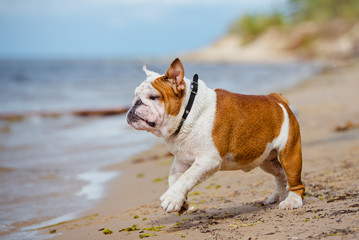 happy english bulldog on the beach