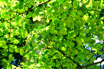 Fototapeta na wymiar Beech leaves