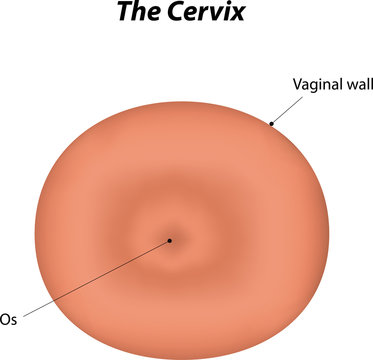 Cervix Labeled Diagram