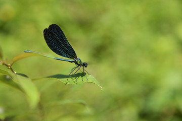 dragonfly on a leaf