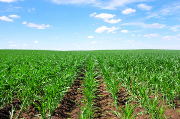 Fototapeta na wymiar cornfield at south of Portugal