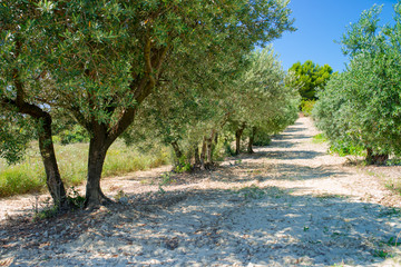 olive plantation