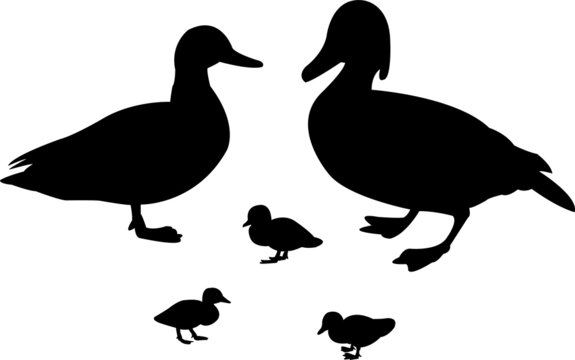 illustration of duck family - vector