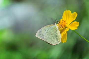 butterfly is sucking nectar from yellow cosmos flower