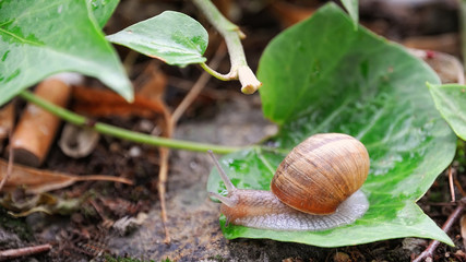 Snail.