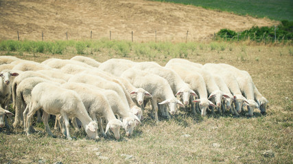 Sheep in a field eating grass on a summer day Tuscany