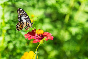 Fototapeta na wymiar butterfly is sucking nectar from pink flower pollen