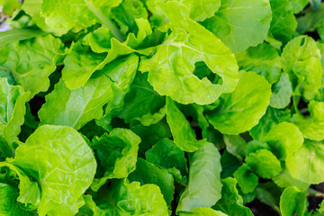 Baby Chinese cabbage