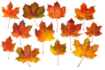 Naklejka na ściany i meble Autumn maple leaves collection