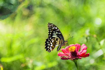 Plakat butterfly is sucking nectar from pink flower