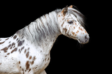 Fototapeta na wymiar Portrait of the Appaloosa horse or pony