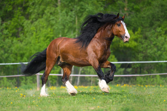 Vladimir draft horse runs gallop on the meadow