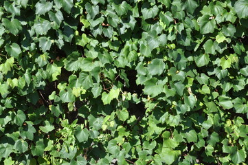 Green ivy leaves on the wall background