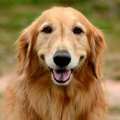 Golden Retriever dog face