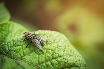 Fly sitting on a piece of potato