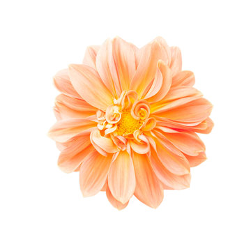 Dahlia flower isolated and clipping path