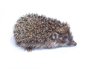 small hedgehog