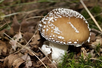 mushroom - panther cap - Amanita pantherina
